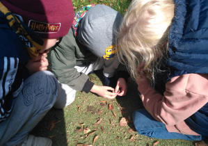 Dzieci oglądają skarby jesieni przez lupę