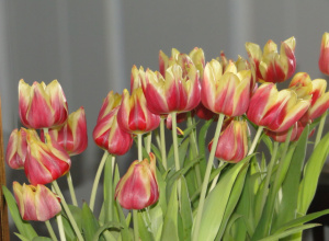 zdjęcie bukiet tulipanów
