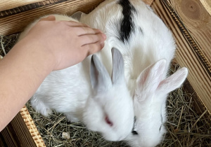 Dwa białe króliki