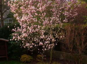 Zdjęcie_ kwitnąca magnolia