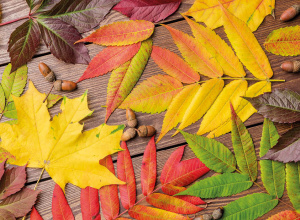 Zamierzenia wychowawczo-dydaktyczne na wrzesień