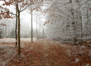 Zamierzenia wychowawczo-dydaktyczne na listopad