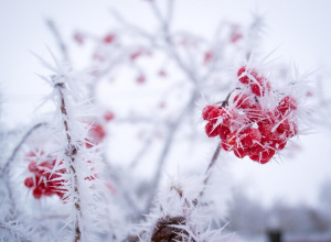 Zamierzenia wychowawczo-dydaktyczne na styczeń