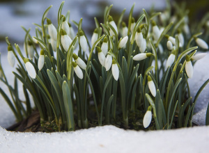Zamierzenia wychowawczo-dydaktyczne na marzec