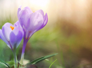 Zamierzenia wychowawczo-dydaktyczne na kwiecień