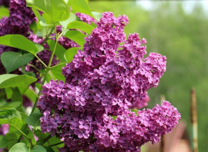 Zamierzenia wychowawczo-dydaktyczne na maj